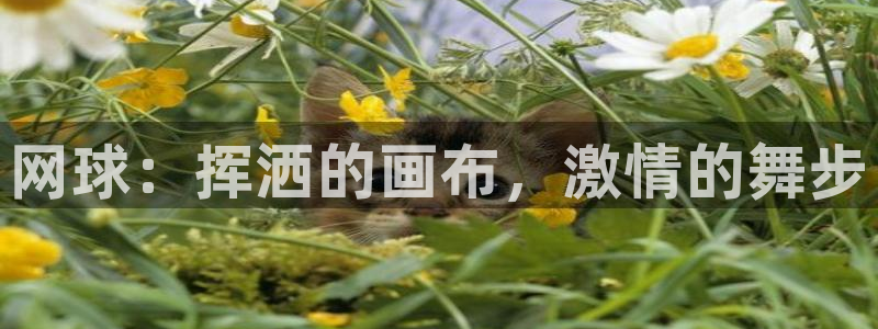 必发集团welcome|网球：挥洒的画布，激情的舞步